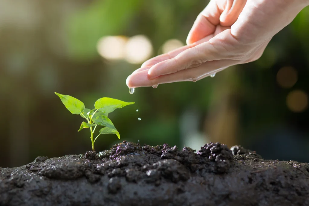 Main arrosant une jeune plante, symbolisant la croissance personnelle et l'accompagnement avec les ressources nécessaires.